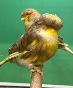 Gloster Canary