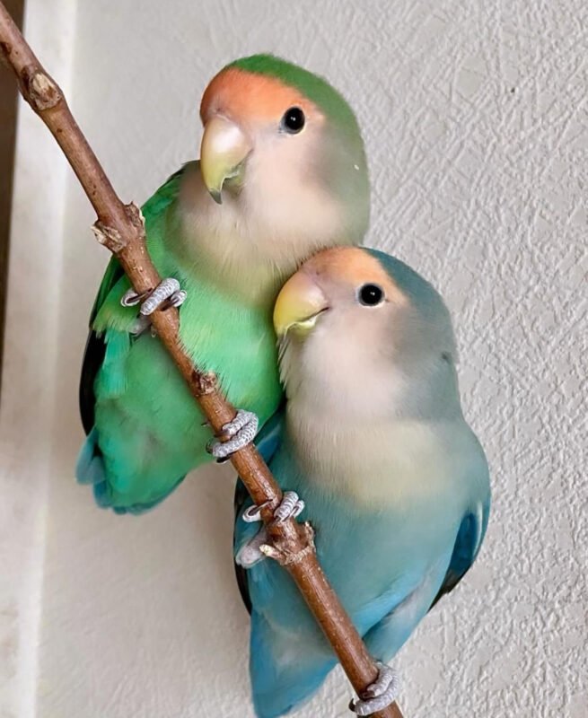 Love Bird Babies