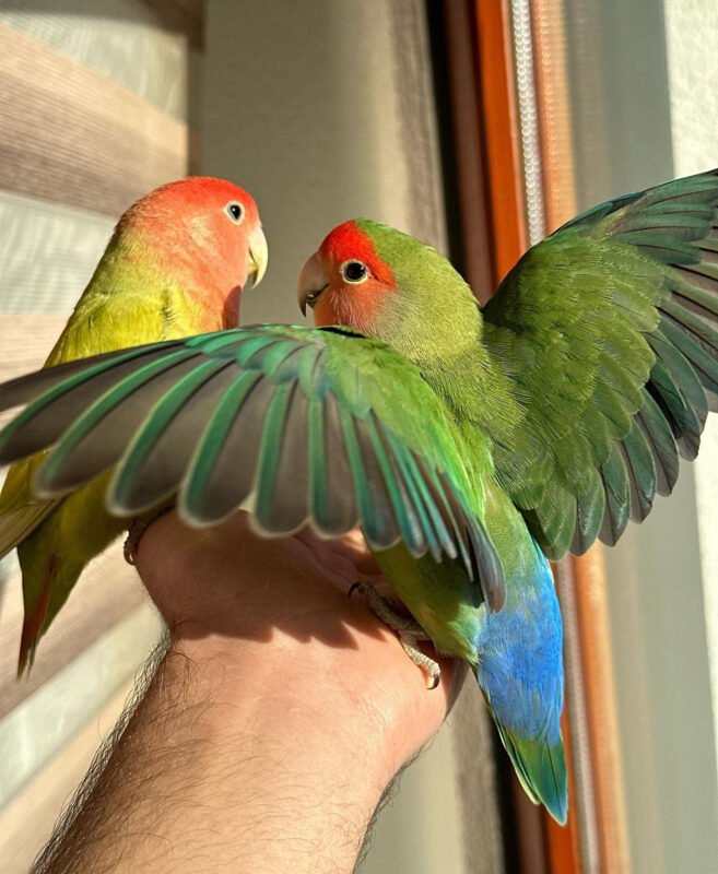 Love Bird