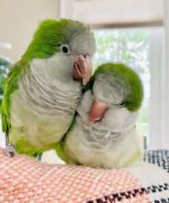 Green Quaker Parrot