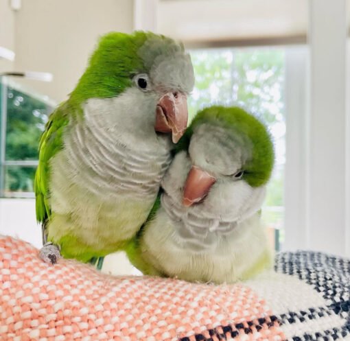 Green Quaker Parrot