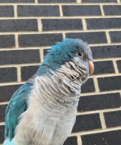 Quaker parrot for sale