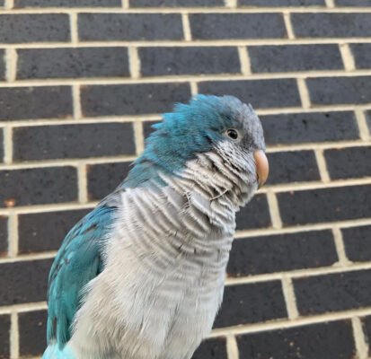 Quaker parrot for sale