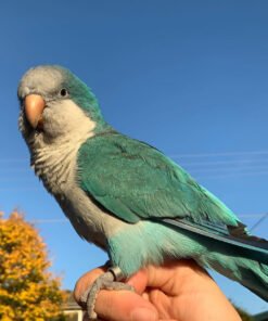 Blue Quaker Parrot For Sale