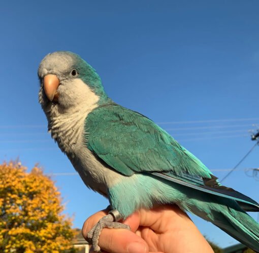 Blue Quaker Parrot For Sale