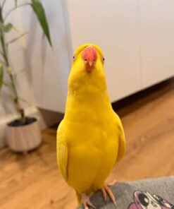 Yellow Quaker Parrot