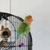 Peach Faced Lovebird For Sale