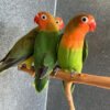 Fischer's Lovebird For Sale