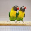 Masked Lovebirds For Sale