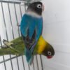 Black Cheeked Lovebirds For Sale