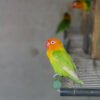 Lilian's lovebirds