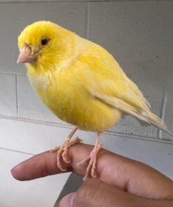 Canary Bird For Sale