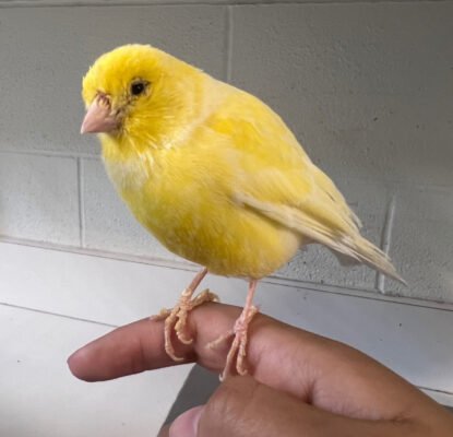 Canary Bird For Sale