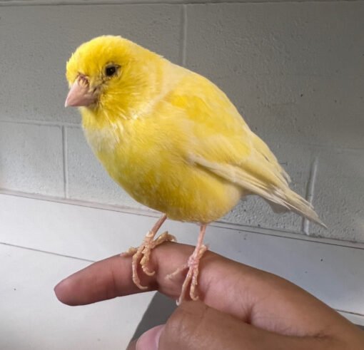 Canary Bird For Sale