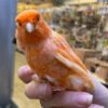 Red Factor Canary For Sale