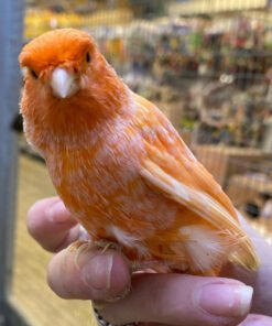 Red Factor Canary For Sale