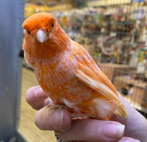 Red Factor Canary For Sale