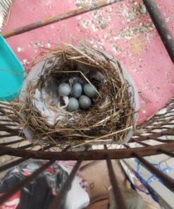 Canary Eggs For Sale